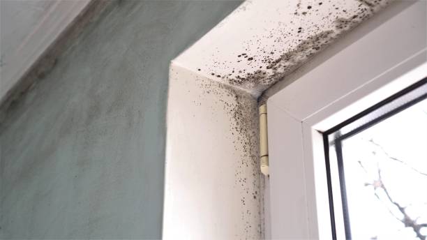 Best Attic Mold Removal  in Wilkshire Hills, OH