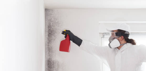 Mold Removal and Inspection in Wilkshire Hills, OH