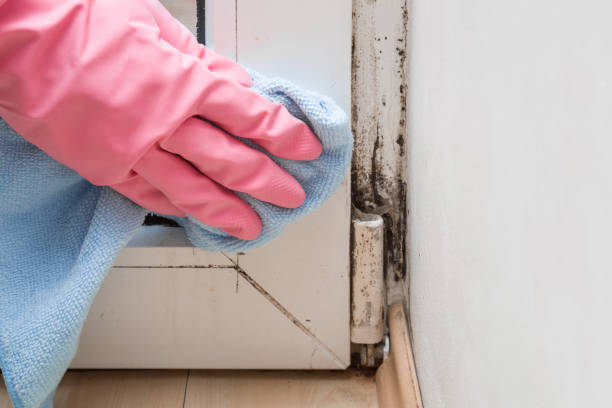 Best Commercial Mold Removal  in Wilkshire Hills, OH